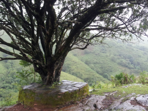 Kuduremukh, the lone tree, ShwethaKrish, ShoePenLens,Western Ghats