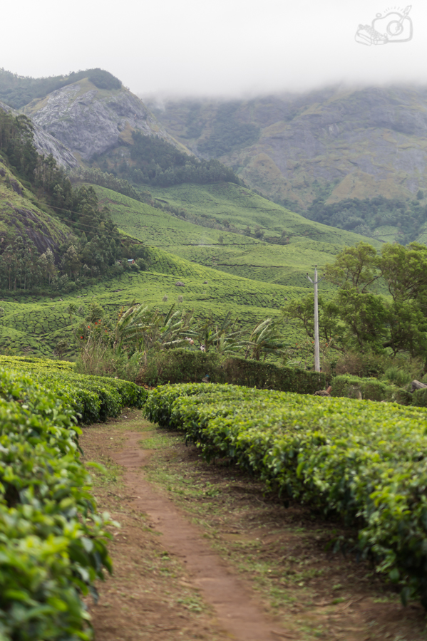 Trail through the Tea -estates, Kollukumalai, ShwethaKrish,ShoePenLens, Worlds's highest organic tea-estate