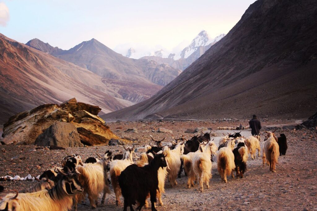 A flock of sheep following the shepherd in the valleys of the gorgeous Himalayas