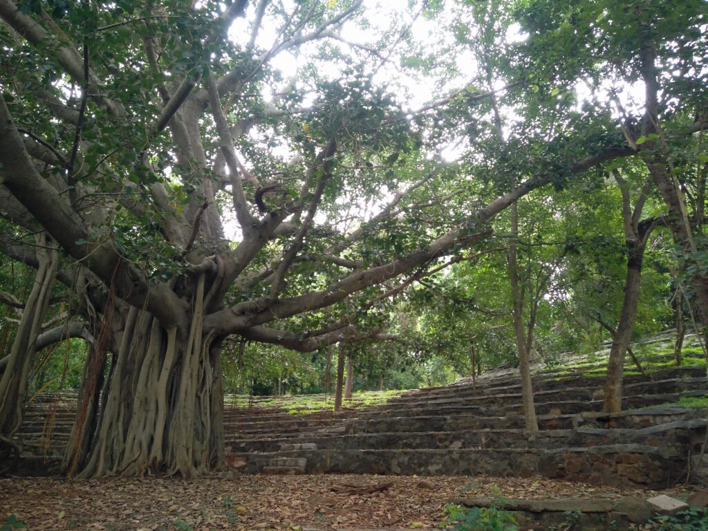 Open Air Amphitheatre, Big Banyan Tree, Fireflies Ashram, Shwetha Krish, ShoePenLens